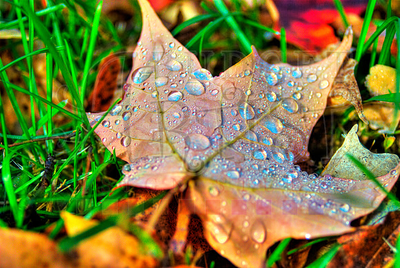dew Leaf