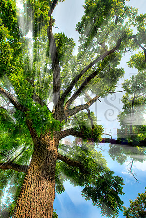Lock Haven Tree #2