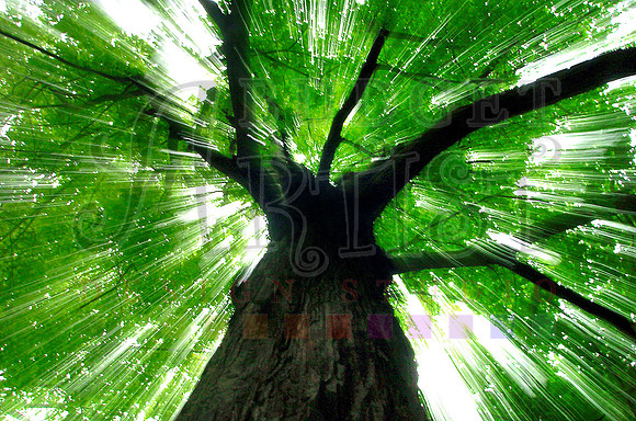 Lock Haven Tree