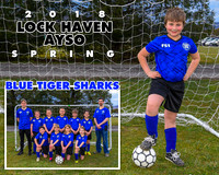 Blue Tiger Sharks